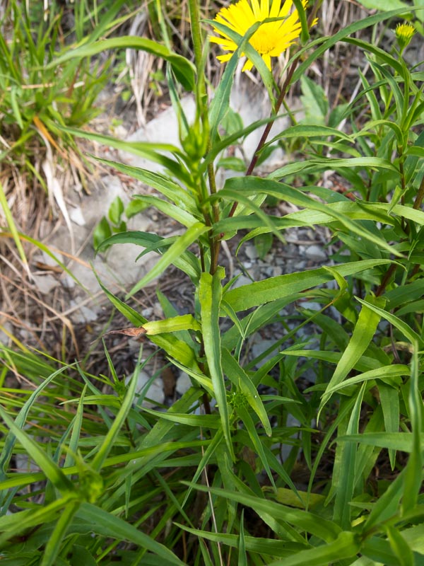 Buphthalmum salicifolium subsp. flexile / Asteroide flessibile